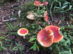 20181006_Botanik07